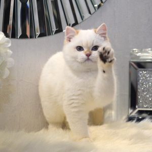 British Shorthair Kitten Whiskers 2