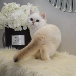 British Shorthair Kitten Whiskers 3 1