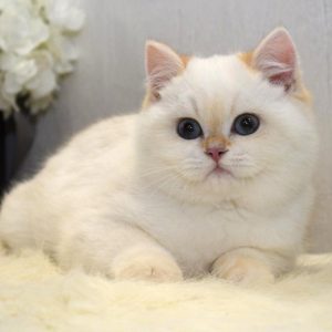 British Shorthair Kitten - Whiskers