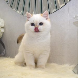 British Shorthair Kitten Whiskers 4