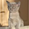 Burmese Kitten - Arieh