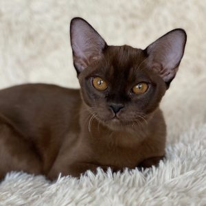 Burmese Kitten - Buckskin