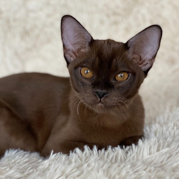 Burmese Kitten - Buckskin