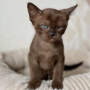 Burmese Kitten - Butter