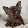 Burmese Kitten - Butter