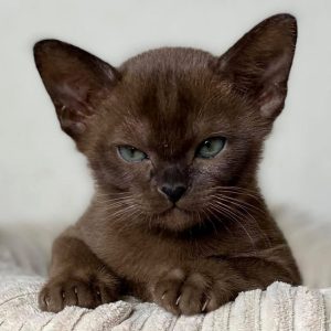 Burmese Kitten Butter 2