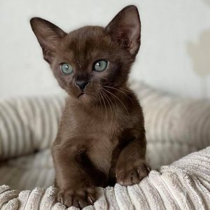 Burmese Kitten Butter 3