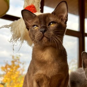 Burmese Kitten Diamond 2