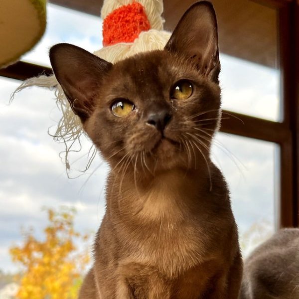 Burmese Kitten - Diamond