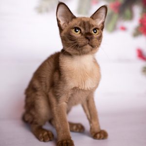 Burmese Kitten - Gaby