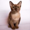 Burmese Kitten - Gaby