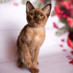 Burmese Kitten Gaby 3