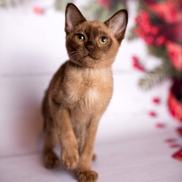 Burmese Kitten Gaby 3