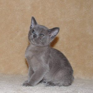 Burmese Kitten - Gino