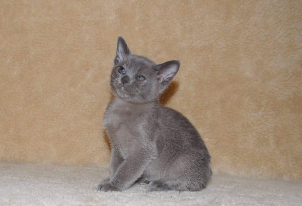 Burmese Kitten - Gino