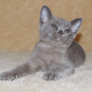 Burmese Kitten Gino 2