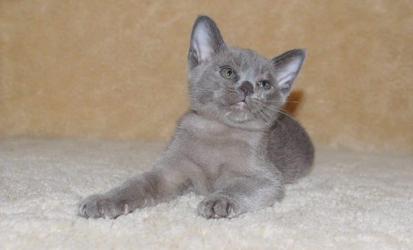 Burmese Kitten Gino 2