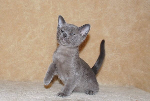 Burmese Kitten Gino 3