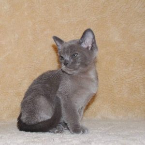 Burmese Kitten Gino 4