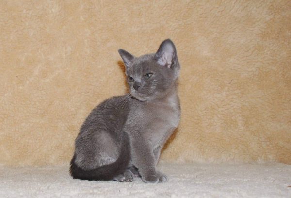 Burmese Kitten Gino 4