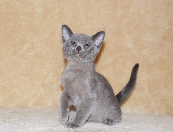 Burmese Kitten - Gino