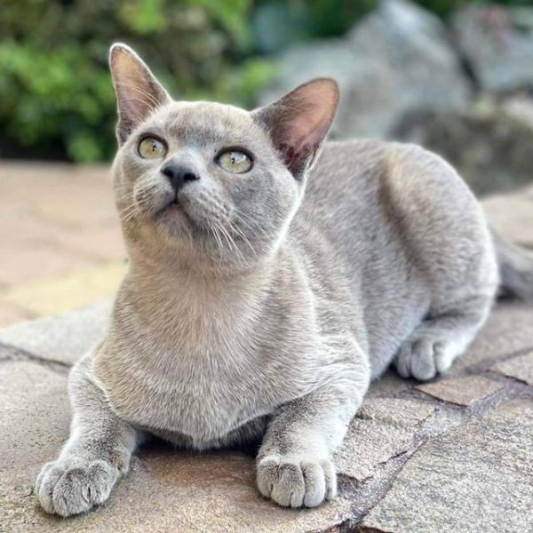 Burmese Kitten - MrTwiggens