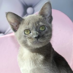 Burmese Kitten - Ranger