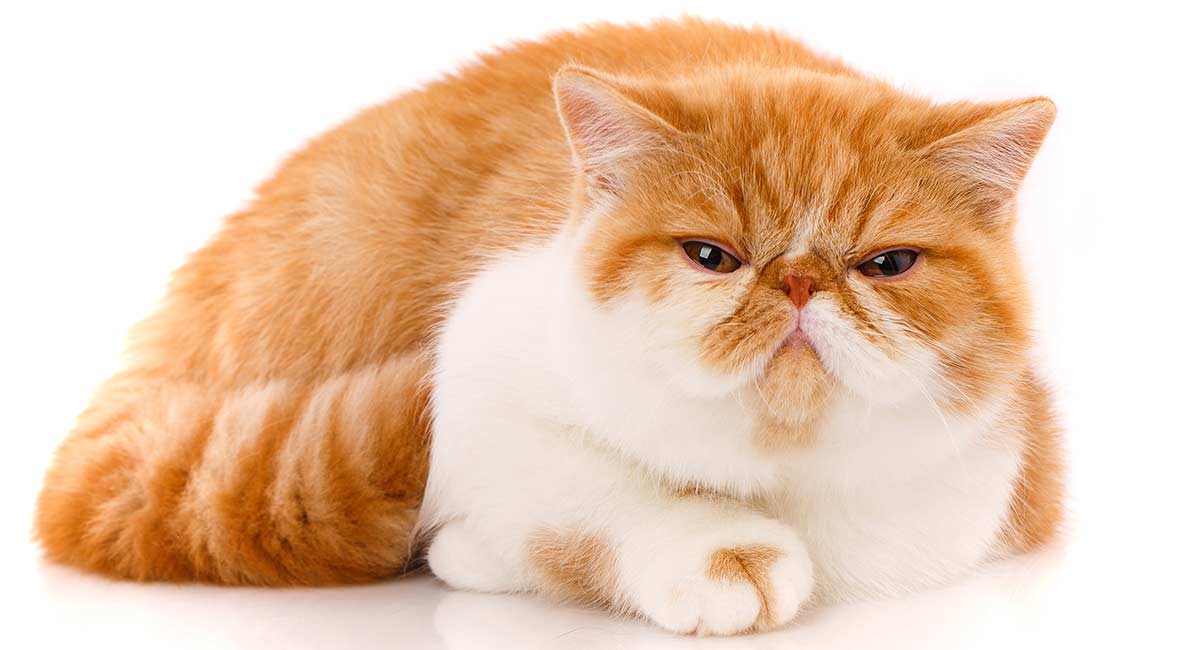 Exotic Shorthair Cats for sale