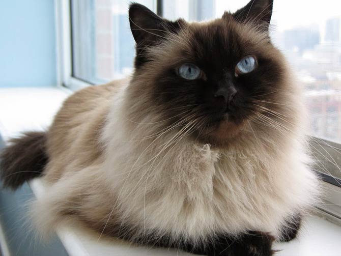 Himalayan Cats for sale online