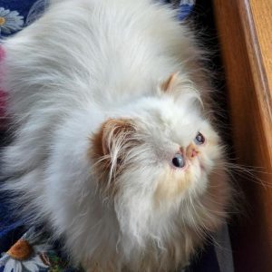 Himalayan Kitten - Scrubbie