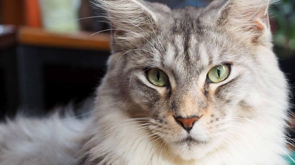 Maine Coon Cats for sale online