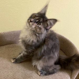 Maine Coon Kitten - Ally