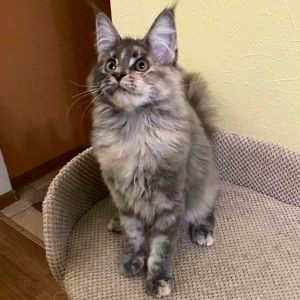 Maine Coon Kitten Ally 2