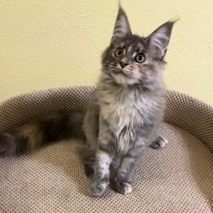 Maine Coon Kitten Ally 3