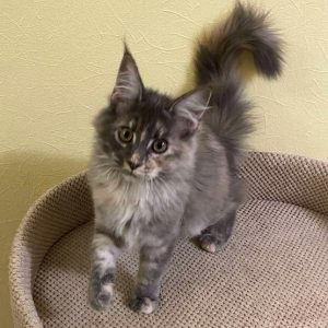 Maine Coon Kitten - Ally