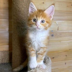 Maine Coon Kitten - Amelia