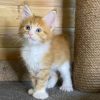 Maine Coon Kitten - Amelia