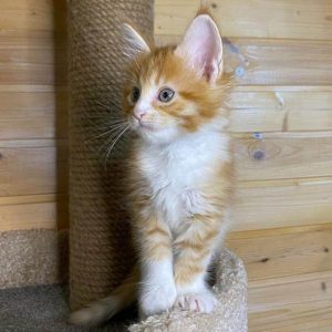 Maine Coon Kitten Amelia 2