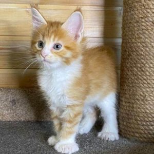 Maine Coon Kitten Amelia 3