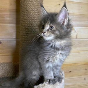 Maine Coon Kitten - Bessie