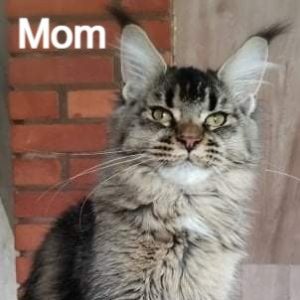 Maine Coon Kitten Bessie 3