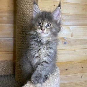 Maine Coon Kitten - Bessie