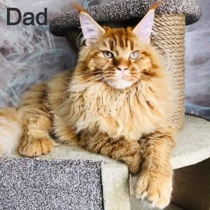 Maine Coon Kitten Bessie 4