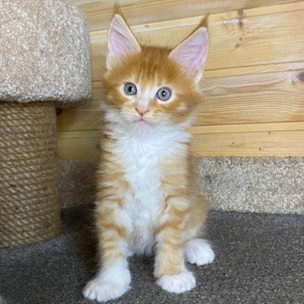 Maine Coon Kitten - Bucky