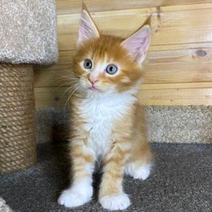 Maine Coon Kitten - Bucky