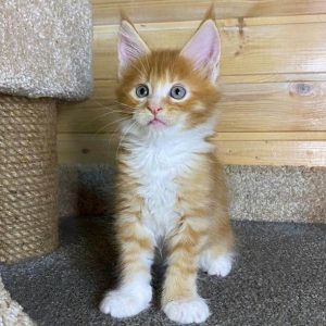 Maine Coon Kitten Bucky 3