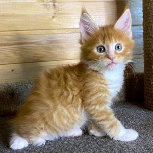 Maine Coon Kitten - Bucky