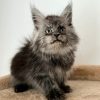 Maine Coon Kitten - Buffy