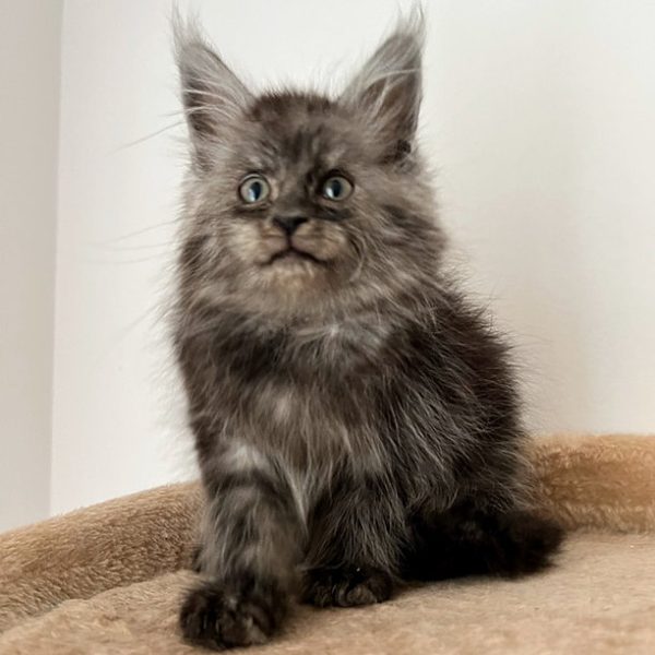 Maine Coon Kitten Buffy 2