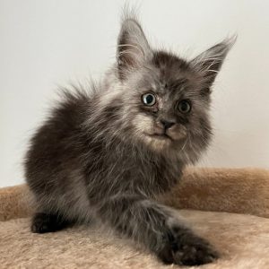 Maine Coon Kitten Buffy 3